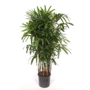 Rhapis schaduwplant
