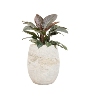 Philodendron in pot Algar (4x/jaar water)