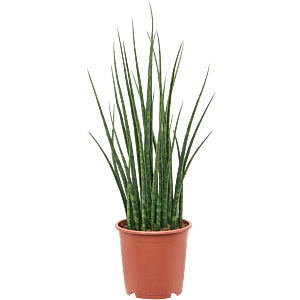 Sansevieria Fernwood Mikado groene sprieten