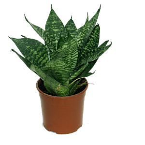 Goedkope Sansevieria