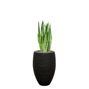 sansevieria in rib pot capi zwart