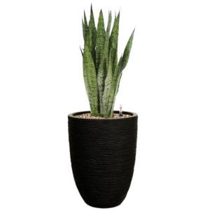 Sansevieria kantoorplant in pot