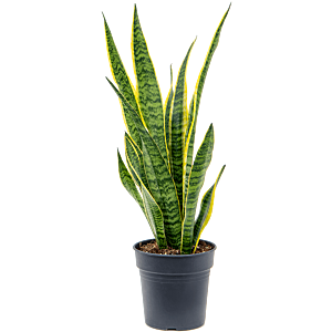 Sansevieria Laurentii onderhoudsvriendelijke blikvanger
