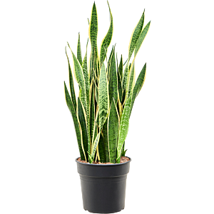 Sansevieria Laurentii strakke kantoorplant