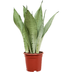 Sansevieria Moonshine zilvergrijze plant