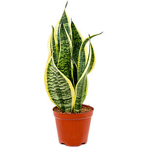 Sansevieria Superba sterke kamerplant