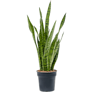 Sansevieria Zeylanica sterke plant vensterbank