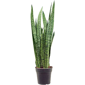 Sansevieria Zeylanica sterke vrouwentong