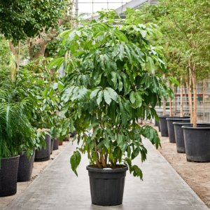 Schefflera Amate grote boom