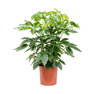 Scheffflera Amate luchtzuiverende plant