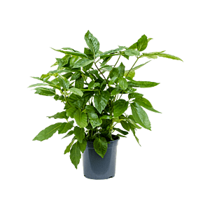 Schefflera Amate volle kamerplant