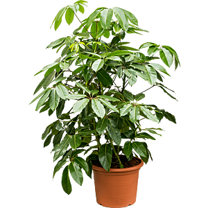 Schefflera Amate volle kantoorplant