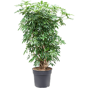 Schefflera arboricola 'Compacta' bush