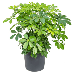 Schefflera arboricola compacta planten
