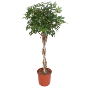 Schefflera arboricola 'Compacta'