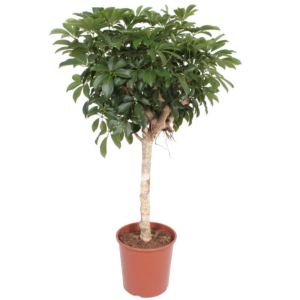 Schefflera kamerplant boom met stam
