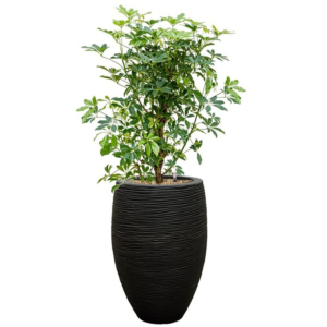 capi zwart met schefflera