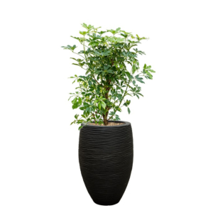 capi zwart met schefflera