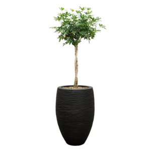 schefflera op stam capi zwart