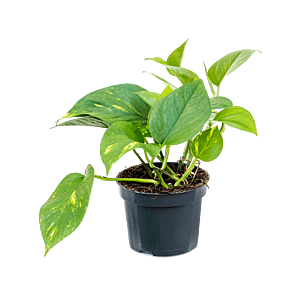 Scindapsus (Epipremnum) 'Aureum', goedkope kamerplant