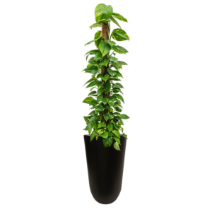 hoge scindapsus in hoge pot