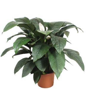 zeer grote spathiphyllum