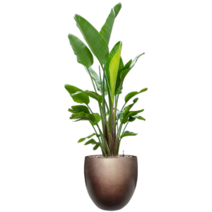 Strelitzia grote plant in bronzen pot