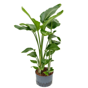 strelitzia hydrocultuur plant kopen