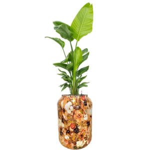 Strelitzia in kleurige pot