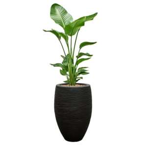 Strelitzia in capi grote capi pot zwart