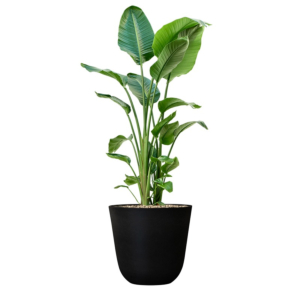 strelitzia in plastic pot