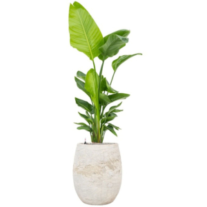 strelitzia weinig water in pot