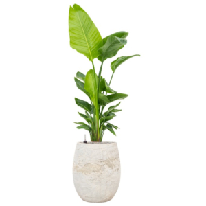 strelitzia weinig water in pot