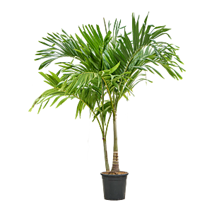 veitchia palm