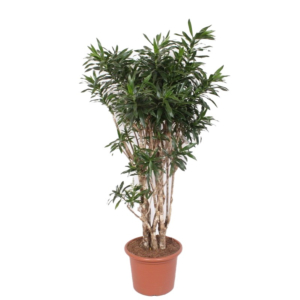 dracaena vertakt kantoorplant