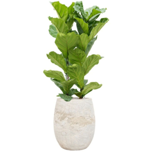 vioolbladplant in witte algar pot