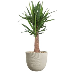 yucca beige plastic pot