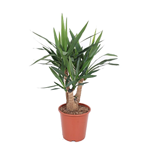 yucca kantoorplantje