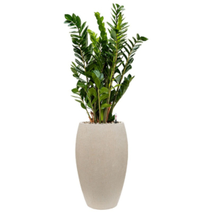 Zamioculcas in hoge pot 