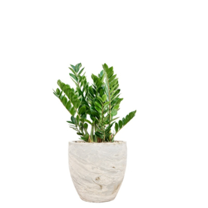 witte pot met zamioculcas