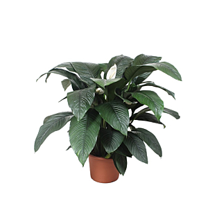 zeer grote spathiphyllum