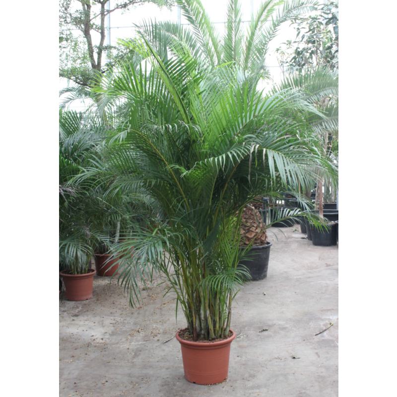 Areca