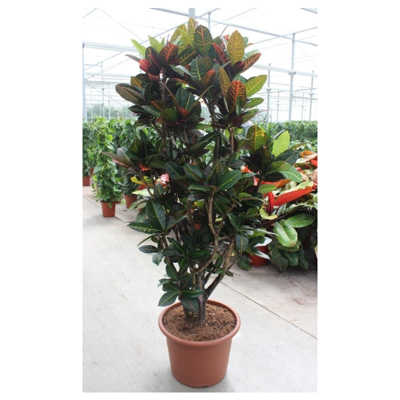 Croton petra