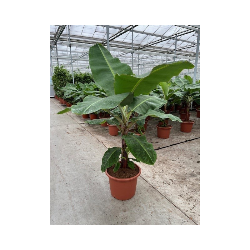 Musa 'Dwarf Cavendish'