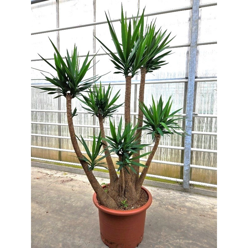 Yucca elephantipes