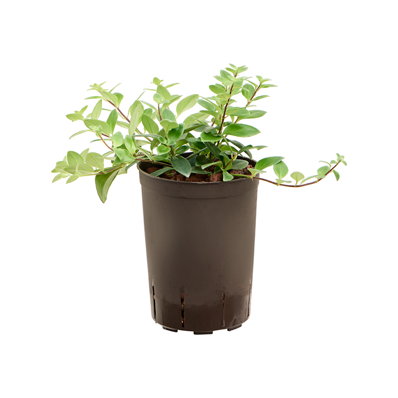 Aeschynanthus lobbianus