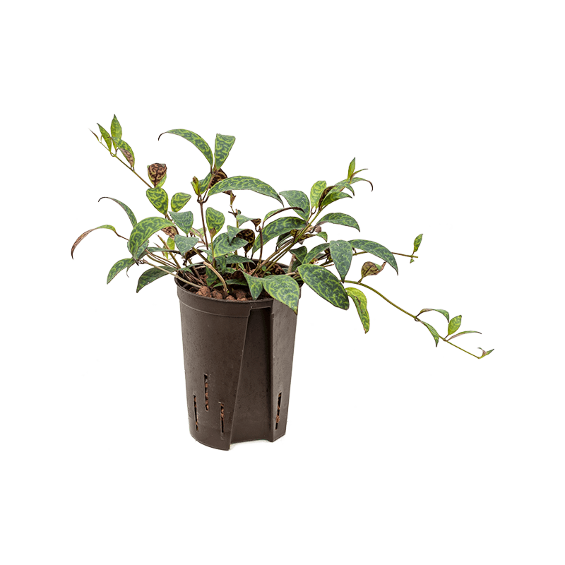 Aeschynanthus marmoratus