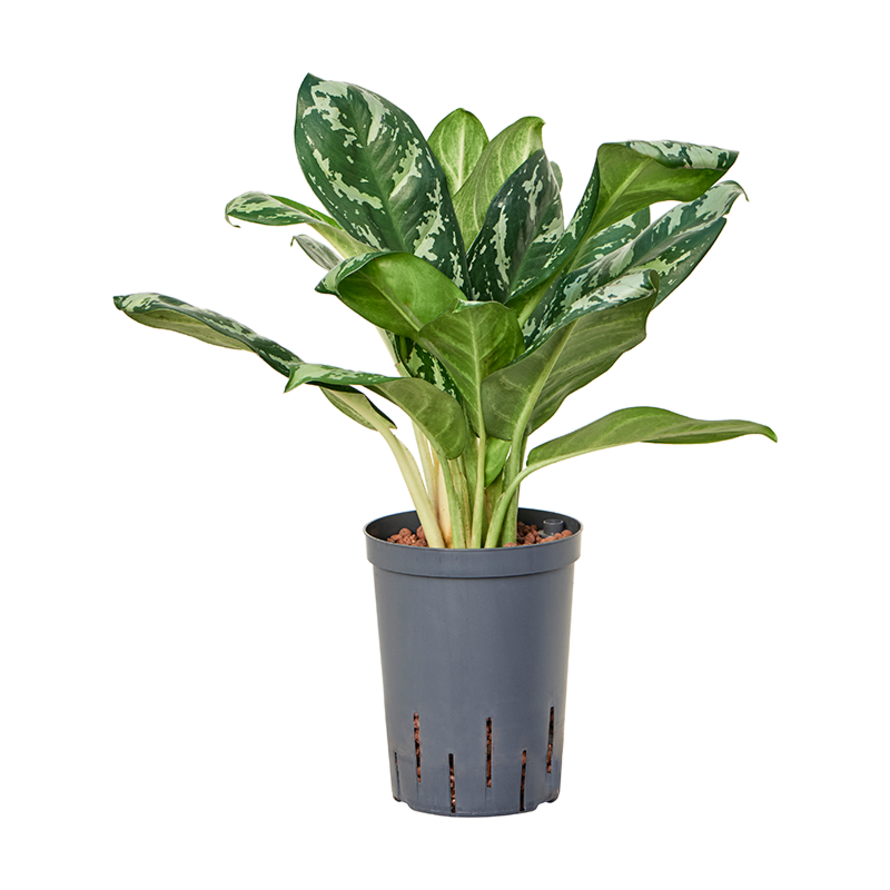Aglaonema 'Amazon silver'