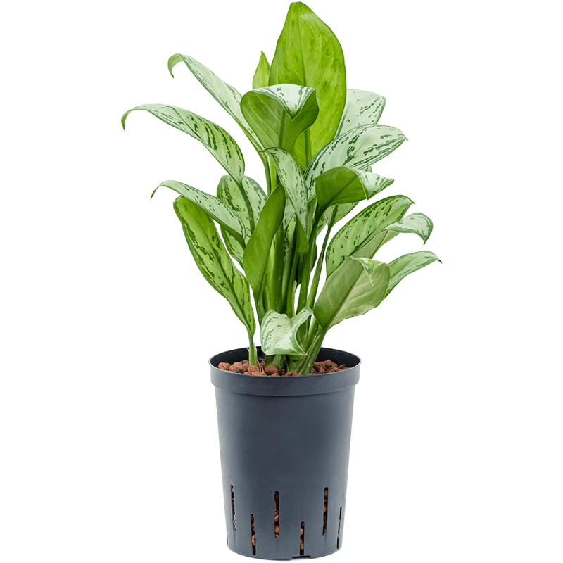 Aglaonema 'Christina'