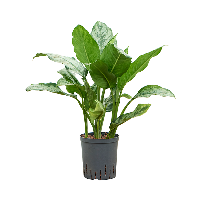 Aglaonema 'Chantal'